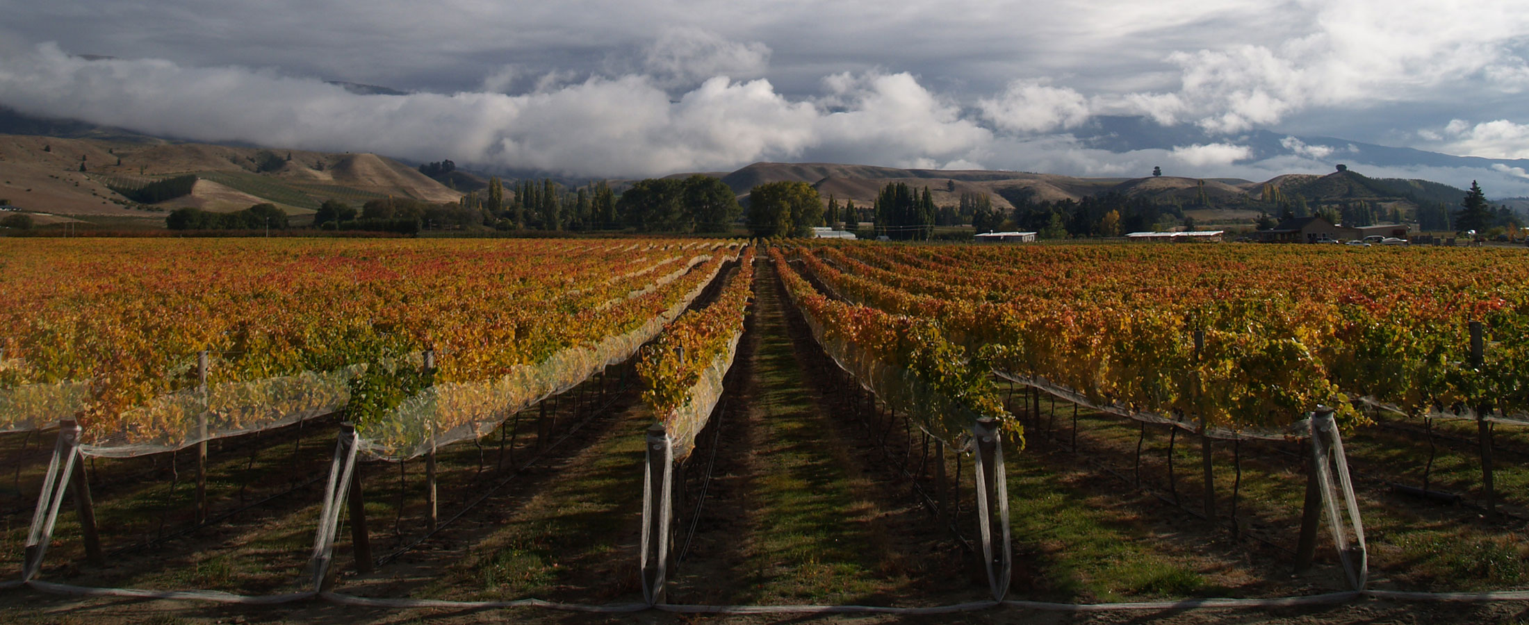 Central Otago vineyard